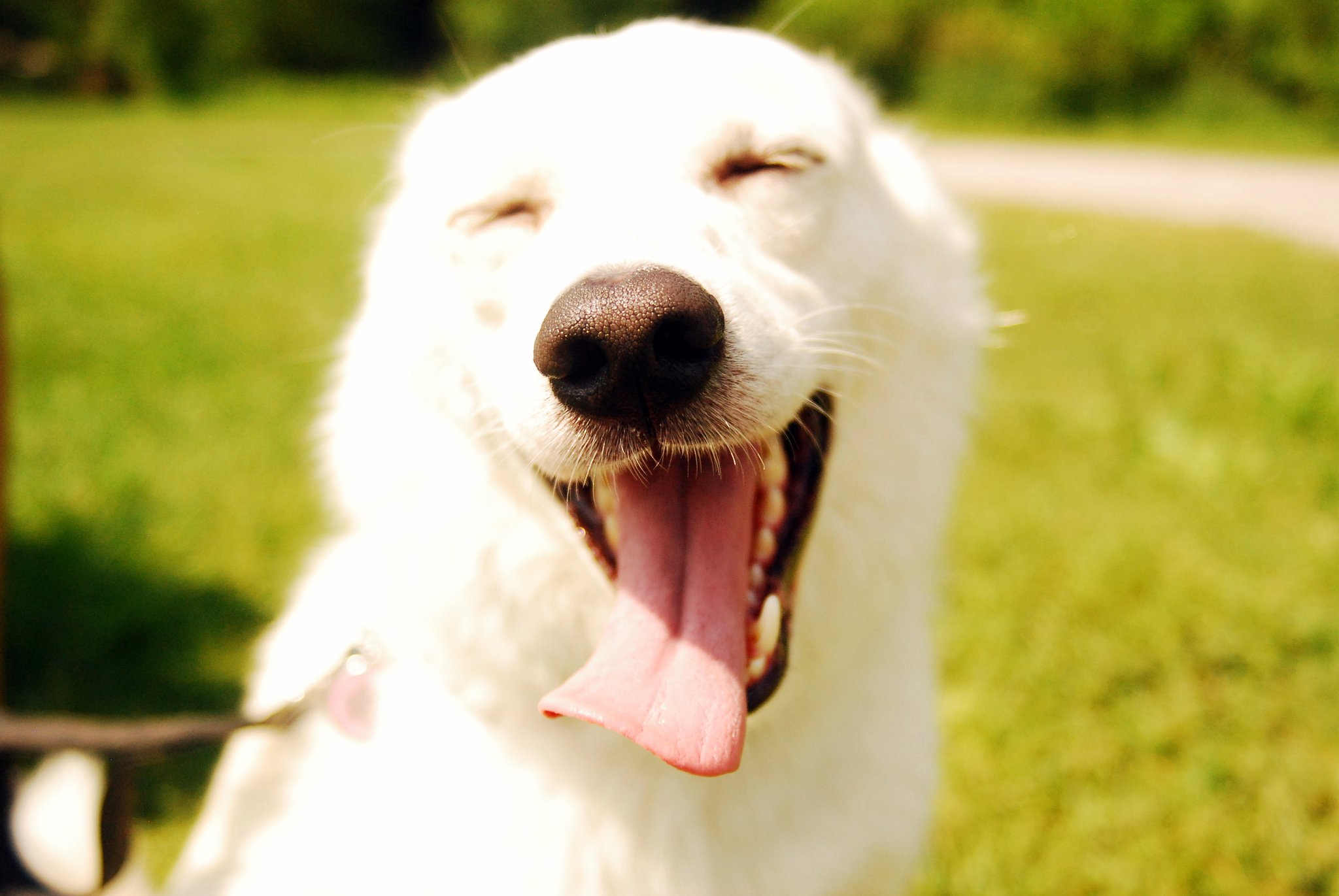 dog